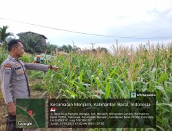 Bhabinkamtibmas Polsek Menjalin Pantau Perkembangan Program Ketahanan Pangan di Desa Tempoak