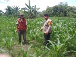 Bhabinkamtibmas Polsek Menyuke Cek Kondisi Jagung Ke Desa Anik Dingir