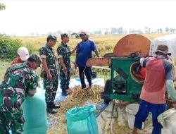 Babinsa Panen Padi, Bantu Kesulitan Petani di Wilayah
