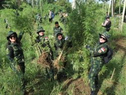 BNN musnahkan 69 Ton Ganja di Aceh Utara