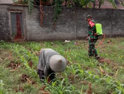Tingkatkan Produktivitas Jagung, Babinsa Winong Ajak Petani Kendalikan Hama Sejak Dini