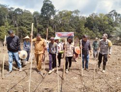 Bintara Penggerak Desa Ambarang Aipda Robet Faul Fran Laksanakan Penanaman Jagung 1 Desa 1 Hektar Menggunakan Bibit Hibrida F1 Pertiwi 3