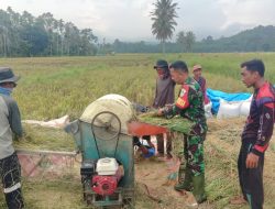 Babinsa Turun ke Sawah, Bantu Petani Proses Perontokan Padi Milik Warga