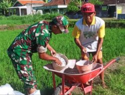 Babinsa Slorok Serma Sutrisno Melaksanakan Pemupukan Padi Bersama Kelompok Tani