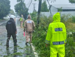 Babinsa, Bhabinkamtibmas dan BPBD Sigap Evakuasi Pohon Tumbang di Jalan Boyolali–Jatinom