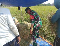 Babinsa Sukorejo Koramil 0808/09 Sutojayan Bantu Panen Padi Dukung Ketahanan Pangan Di Blitar