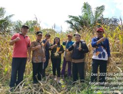 Bintara Penggerak Desa Pawis Hilir Bripka Aa Yandra Lakukan Panen Jagung 1 Desa 1 Hektar Bersama Kecamatan dan Pemdes