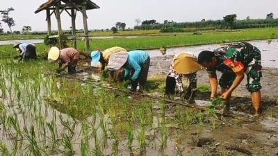 Wujudkan Ketahanan Pangan Wilayah, Babinsa Srengat Dampingi Warga Tanam Padi