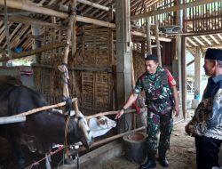 Babinsa Koramil Mojosongo Dorong Peternak Boyolali Tingkatkan Mutu Genetik Sapi Potong