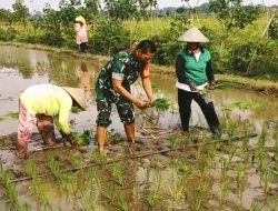 Wujudkan Ketahanan Pangan Wilayah, Babinsa Srengat Dampingi Warga Tanam Padi