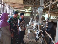 Babinsa Koramil Mojosongo Dorong Peternak Boyolali Tingkatkan Mutu Genetik Sapi Potong