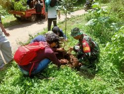 Babinsa Koramil Jabung Bersama Mahasiswa UNESA Tanam 300 Pohon, Wujud Nyata Kepedulian Lingkungan di Desa Taji
