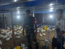 Babinsa Simo Dampingi Peternak Ayam Potong, Dorong Usaha Ternak Sehat dan Berkelanjutan