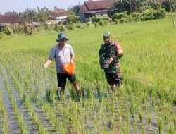 Babinsa Dermojayan Wujudkan Ketahanan Pangan, Turun Langsung Bantu Petani Memupuk Padi