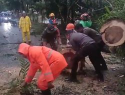 Bantu Tangani Pohon Tumbang Yang Menutupi Akses Jalan Utama, Koramil 1310-04/Dimembe Gerak Cepat