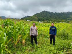 Polres Pagar Alam Turun Ke Lahan Jagung Dukung Ketahanan Pangan Warga Dempo Utara