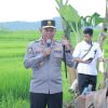 Dari Lombok Barat, Kapolda NTB Ikut Launching Swasembada Pangan Nasional