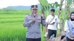 Dari Lombok Barat, Kapolda NTB Ikut Launching Swasembada Pangan Nasional
