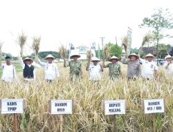 Dandim 0818/Malang-Batu Hadiri Panen Perdana Padi Unggul HKTI Kabupaten Malang
