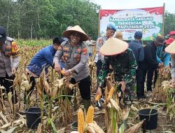 Polres Mesuji Gelar Panen Raya Jagung Serentak Kuartal I 2026 Dukung Swasembada Pangan Nasional