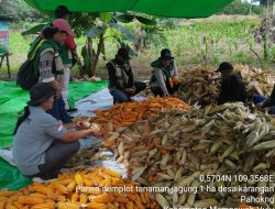 Panen Raya Jagung Serentak Kuartal 1 Tahun 2026
