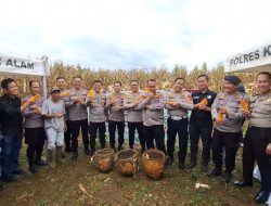 Wujud Nyata Dukung Ketahanan Pangan Nasional Kapolres Pagar Alam Turun Langsung Panen Jagung