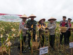 Polda Sumsel Gelar Panen Raya Jagung Serentak Kuartal IV,Di ogan ilir Dukung Swasembada Pangan Nasional 2025