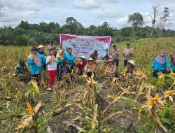 Panen Raya Jagung di Desa Mandor, Bukti Nyata Program 1 Desa 1 Hektar Berhasil