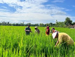 Babinsa Dan Petani Pantau Perkembangan Tanaman Padi Umur 30 Hari