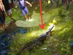 Buaya Berukuran 4 Meter Muncul, Warga Mendadak Gempar