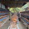 Dari Desa untuk Pangan, Babinsa Dampingi Program Ayam Petelur