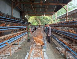 Dari Desa untuk Pangan, Babinsa Dampingi Program Ayam Petelur