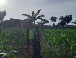 Sertu Purwanto Dampingi Petani Lakukan Penyemprotan Perangsang Daun Jagung
