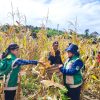 Panen Perdana Jagung Desa Sei Laki Dukung Ketahanan Pangan
