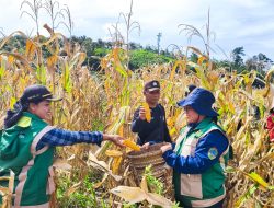 Panen Perdana Jagung Desa Sei Laki Dukung Ketahanan Pangan