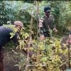 Panen Bersama antara Personil Pos Subin dengan Masyarakat Kampung Subin Guna Pererat Kebersamaan dan Kesejahteraan Melalui Lahan Ketahanan Pangan
