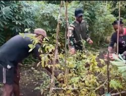 Panen Bersama antara Personil Pos Subin dengan Masyarakat Kampung Subin Guna Pererat Kebersamaan dan Kesejahteraan Melalui Lahan Ketahanan Pangan