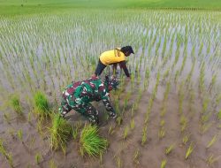 Jaga Produktivitas, Serka Sudarlan Dampingi Petani Lakukan Penyulaman Padi