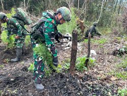 STOP Normalisasi Ganja, Mari Selamatkan Generasi Muda Pegunungan Bintang