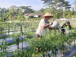 Babinsa Hadir di Lahan Cabai, Dorong Produktivitas Petani Desa Seunebok Jalan