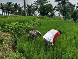 Dukung Ketahanan Pangan, Serka Rapingi Dampingi Petani Bersihkan Gulma