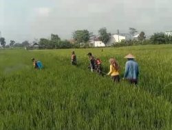 Babinsa Bantu Petani Lakukan Penyemprotan, Dorong Hasil Panen Maksimal