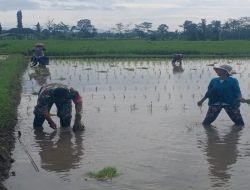 Dukung Ketahanan Pangan Nasional, Serda Dedy Awang Dampingi Penanaman Padi Milik Bapak Sumino