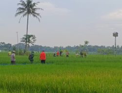 Babinsa Hadir Wujudkan Swasembada Pangan Nasional