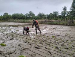 Dukung Peningkatan Produksi Pangan di Babahrot, Babinsa Turun Sawah Bantu Petani Tanam Padi