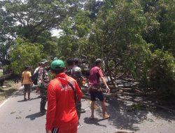 Respon Cepat Aparat, Pohon Tumbang di Jalan Nasional Durenan Berhasil Dievakuasi