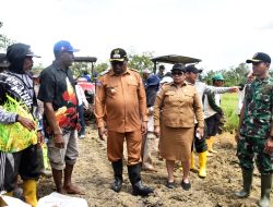 Dandim Merauke Bersama Bupati Laksanakan Panen Raya, Wujud Nyata Dukung Swasembada Pangan