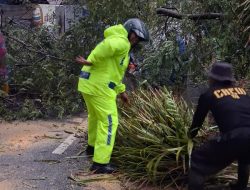 Babinsa Koramil 07/Ngemplak Gerak Cepat Evakuasi Pohon Tumbang