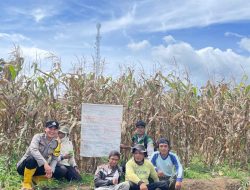 Polres Pagar Alam Panen Raya Jagung Ayam, Perkuat Ketahanan Pangan di Dempo Tengah
