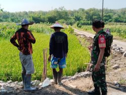 Babinsa Kemusu dan Warga Ngrombo Gotong Royong Bangun Talud, Cegah Longsor dan Perkuat Kemanunggalan